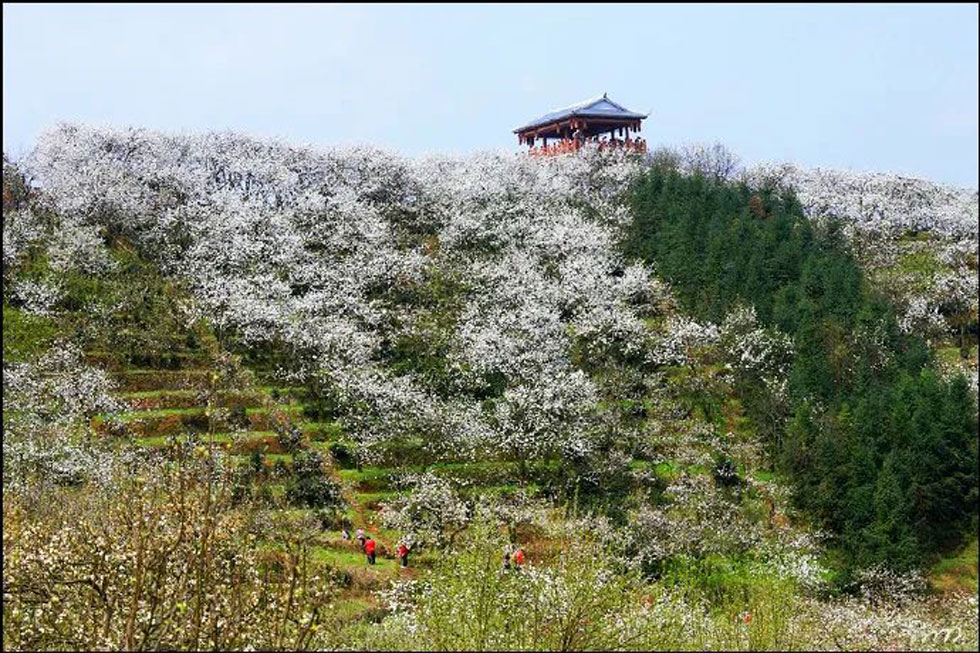 【春天，广西桂林灌阳县向您发出邀请！】我们在灌阳看梨花 - 游山玩水 - 福州生活社区 - 福州28生活网 fz.28life.net