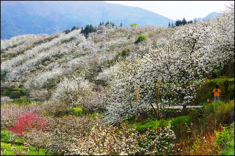 【春天，广西桂林灌阳县向您发出邀请！】我们在灌阳看梨花 - 游山玩水 - 福州生活社区 - 福州28生活网 fz.28life.net