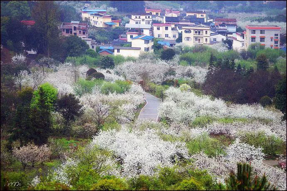【春天，广西桂林灌阳县向您发出邀请！】我们在灌阳看梨花 - 游山玩水 - 福州生活社区 - 福州28生活网 fz.28life.net