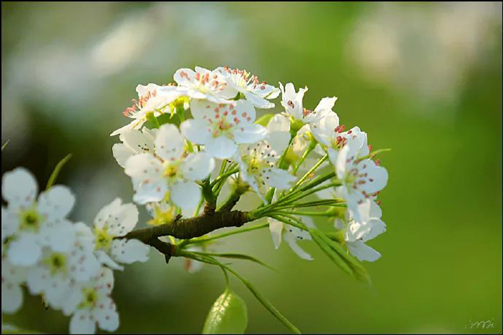 【春天，广西桂林灌阳县向您发出邀请！】我们在灌阳看梨花 - 游山玩水 - 福州生活社区 - 福州28生活网 fz.28life.net