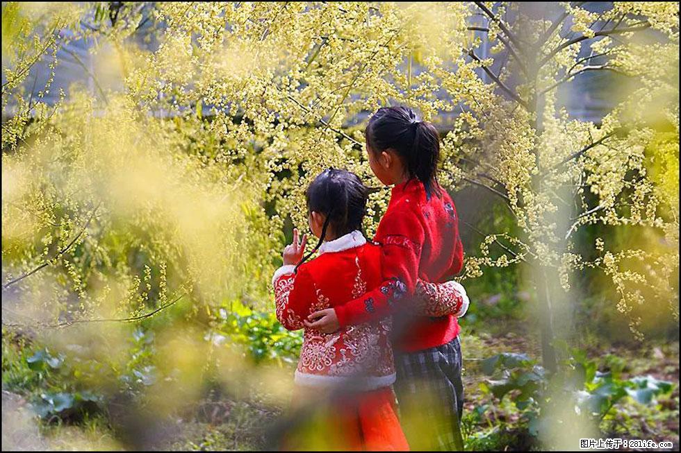 【春天，广西桂林灌阳县向您发出邀请！】米珠山前有片山苍子花在飘香 - 游山玩水 - 福州生活社区 - 福州28生活网 fz.28life.net