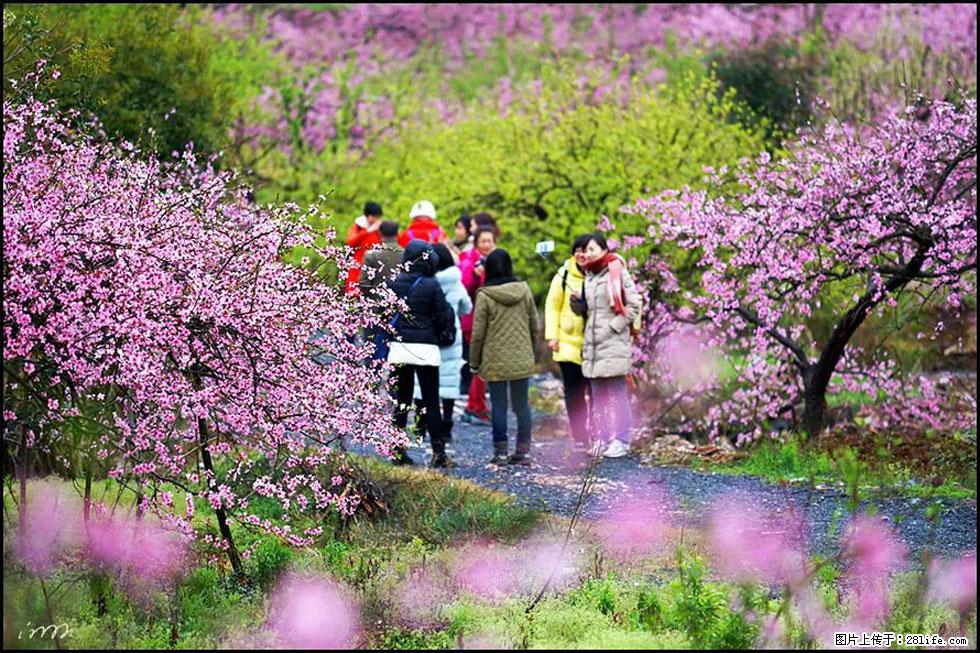 【春天，广西桂林灌阳县向您发出邀请！】官庄村有个醉美的桃花园 - 游山玩水 - 福州生活社区 - 福州28生活网 fz.28life.net