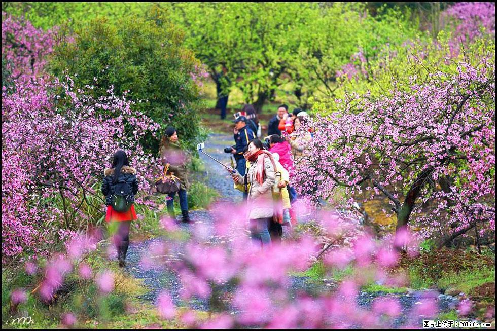 【春天，广西桂林灌阳县向您发出邀请！】官庄村有个醉美的桃花园 - 游山玩水 - 福州生活社区 - 福州28生活网 fz.28life.net