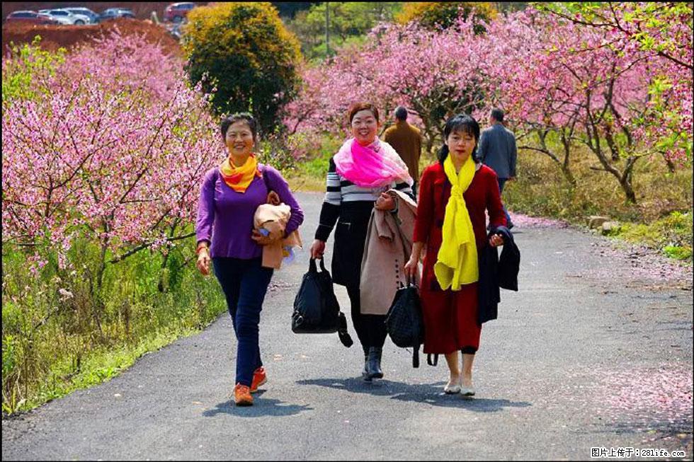 【春天，广西桂林灌阳县向您发出邀请！】官庄村有个醉美的桃花园 - 游山玩水 - 福州生活社区 - 福州28生活网 fz.28life.net