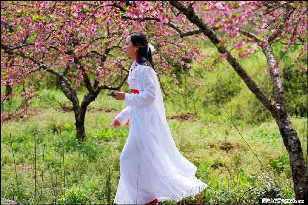 【春天，广西桂林灌阳县向您发出邀请！】官庄村有个醉美的桃花园 - 游山玩水 - 福州生活社区 - 福州28生活网 fz.28life.net