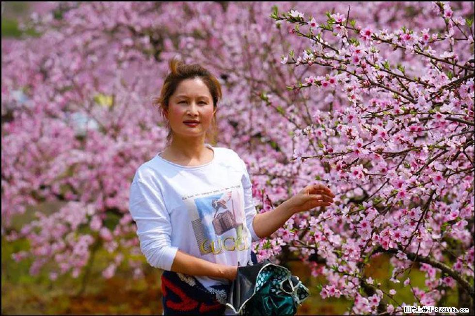 【春天，广西桂林灌阳县向您发出邀请！】官庄村有个醉美的桃花园 - 游山玩水 - 福州生活社区 - 福州28生活网 fz.28life.net
