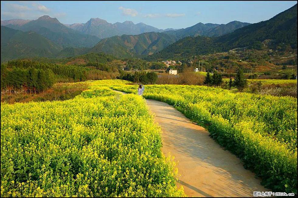【春天，广西桂林灌阳县向您发出邀请！】长坪村油菜盛情花开 - 游山玩水 - 福州生活社区 - 福州28生活网 fz.28life.net