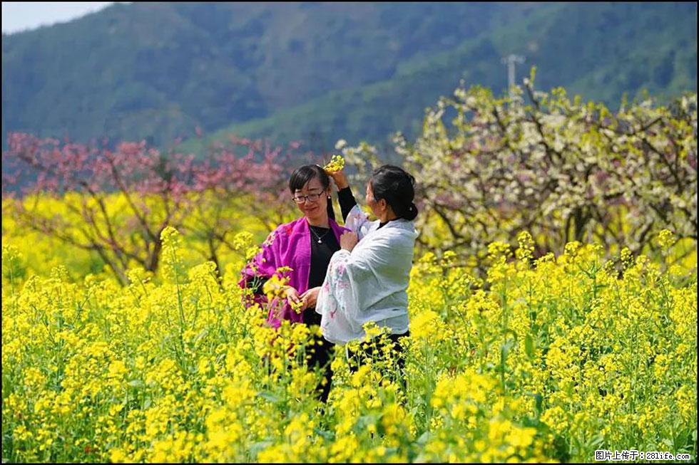 【春天，广西桂林灌阳县向您发出邀请！】长坪村油菜盛情花开 - 游山玩水 - 福州生活社区 - 福州28生活网 fz.28life.net