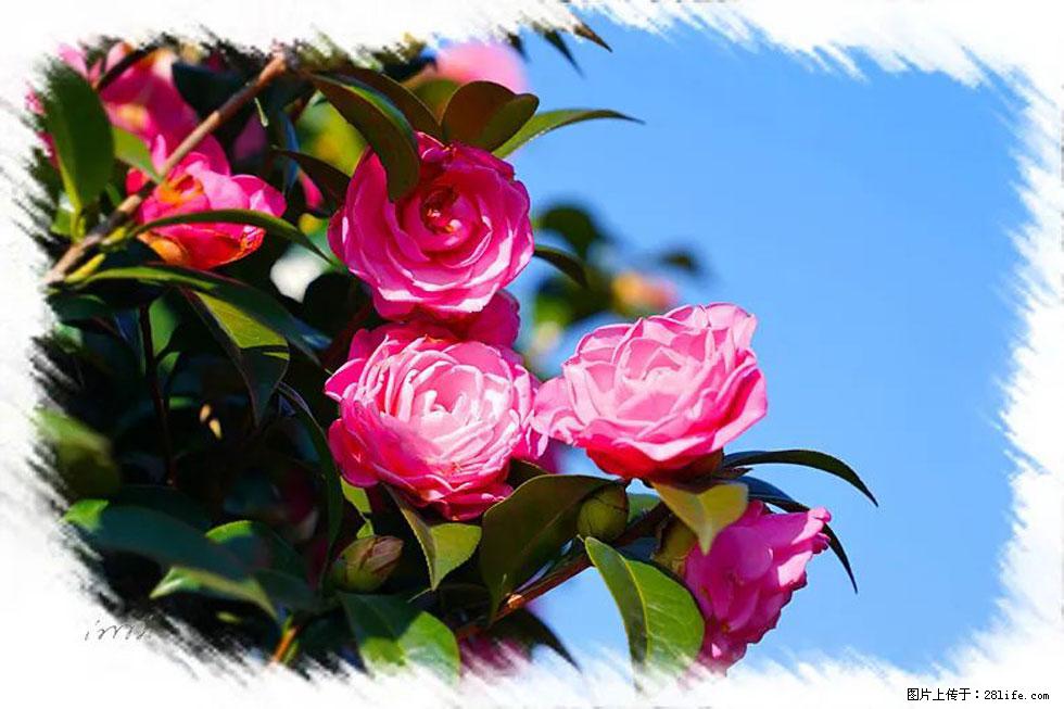 【春天，广西桂林灌阳县向您发出邀请！】杨柳井茶花惹人爱 - 游山玩水 - 福州生活社区 - 福州28生活网 fz.28life.net