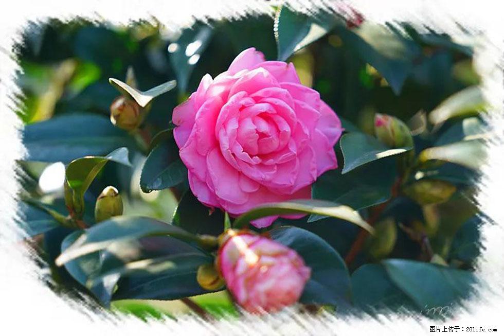 【春天，广西桂林灌阳县向您发出邀请！】杨柳井茶花惹人爱 - 游山玩水 - 福州生活社区 - 福州28生活网 fz.28life.net