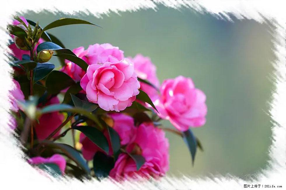 【春天，广西桂林灌阳县向您发出邀请！】杨柳井茶花惹人爱 - 游山玩水 - 福州生活社区 - 福州28生活网 fz.28life.net