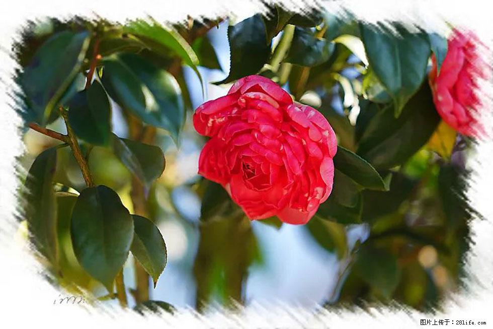 【春天，广西桂林灌阳县向您发出邀请！】杨柳井茶花惹人爱 - 游山玩水 - 福州生活社区 - 福州28生活网 fz.28life.net