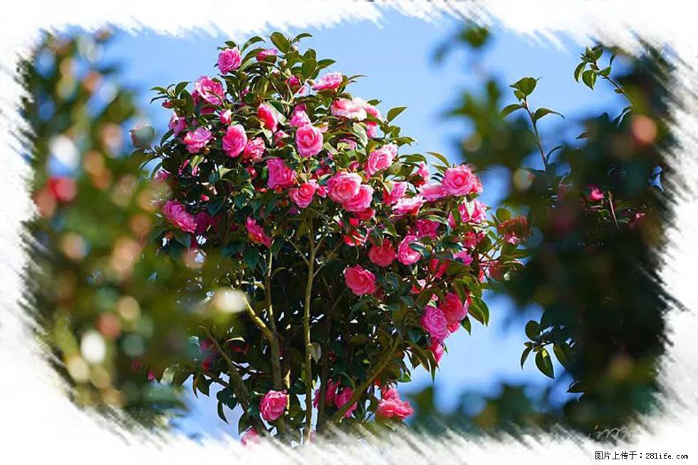 【春天，广西桂林灌阳县向您发出邀请！】杨柳井茶花惹人爱 - 游山玩水 - 福州生活社区 - 福州28生活网 fz.28life.net