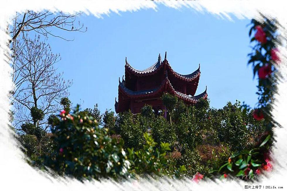 【春天，广西桂林灌阳县向您发出邀请！】杨柳井茶花惹人爱 - 游山玩水 - 福州生活社区 - 福州28生活网 fz.28life.net