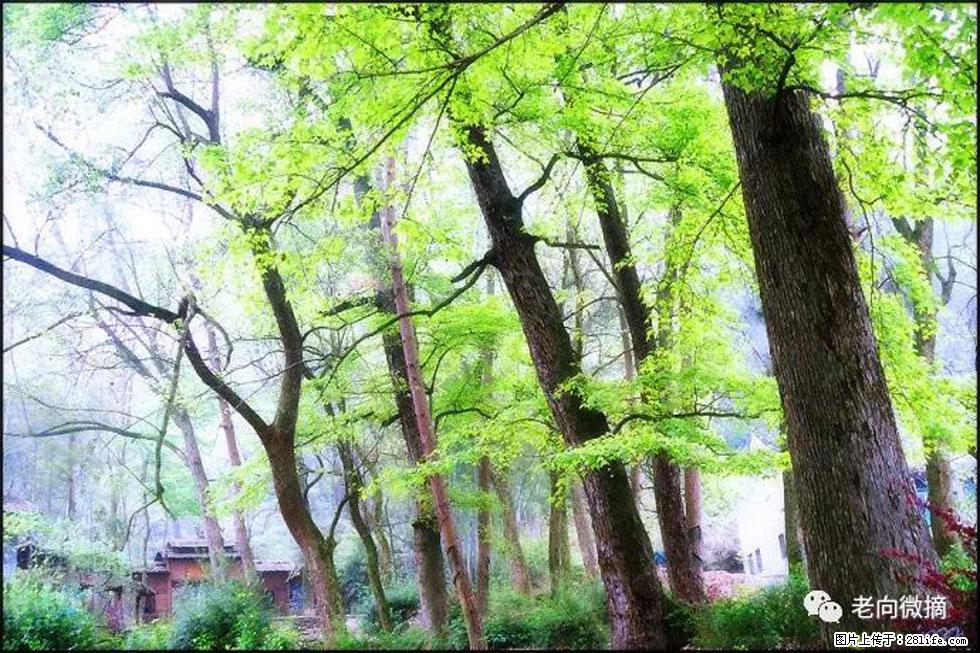 【春天，广西桂林灌阳县向您发出邀请！】在小龙村与春天约会 - 游山玩水 - 福州生活社区 - 福州28生活网 fz.28life.net