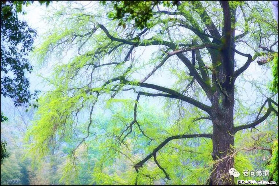 【春天，广西桂林灌阳县向您发出邀请！】在小龙村与春天约会 - 游山玩水 - 福州生活社区 - 福州28生活网 fz.28life.net