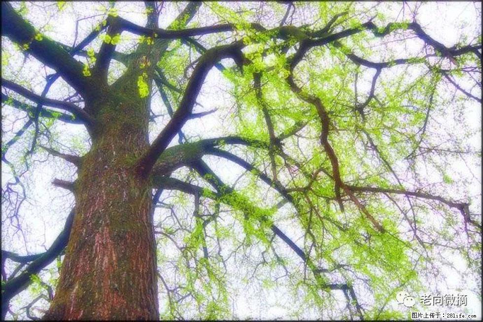 【春天，广西桂林灌阳县向您发出邀请！】在小龙村与春天约会 - 游山玩水 - 福州生活社区 - 福州28生活网 fz.28life.net