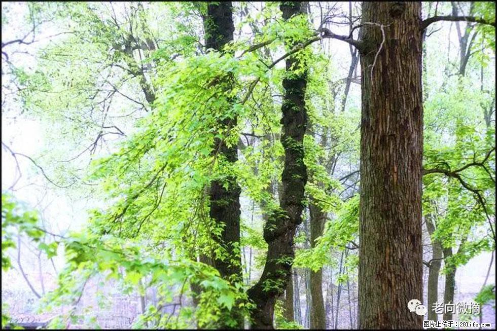 【春天，广西桂林灌阳县向您发出邀请！】在小龙村与春天约会 - 游山玩水 - 福州生活社区 - 福州28生活网 fz.28life.net