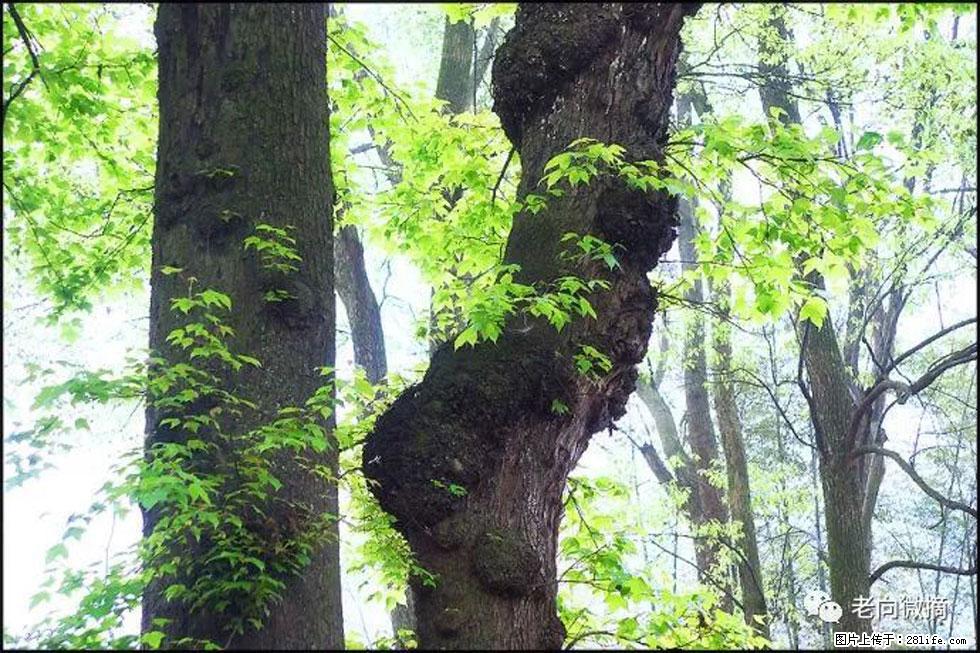 【春天，广西桂林灌阳县向您发出邀请！】在小龙村与春天约会 - 游山玩水 - 福州生活社区 - 福州28生活网 fz.28life.net