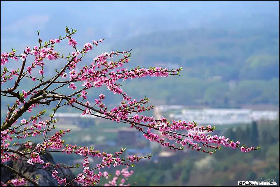 【春天，广西桂林灌阳县向您发出邀请！】望月岭上桃花开 - 游山玩水 - 福州生活社区 - 福州28生活网 fz.28life.net