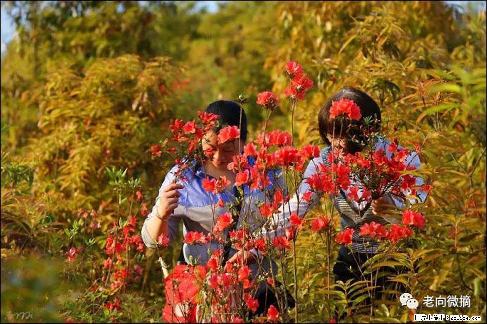【春天，广西桂林灌阳县向您发出邀请！】登麒麟山，相约映山红 - 游山玩水 - 福州生活社区 - 福州28生活网 fz.28life.net