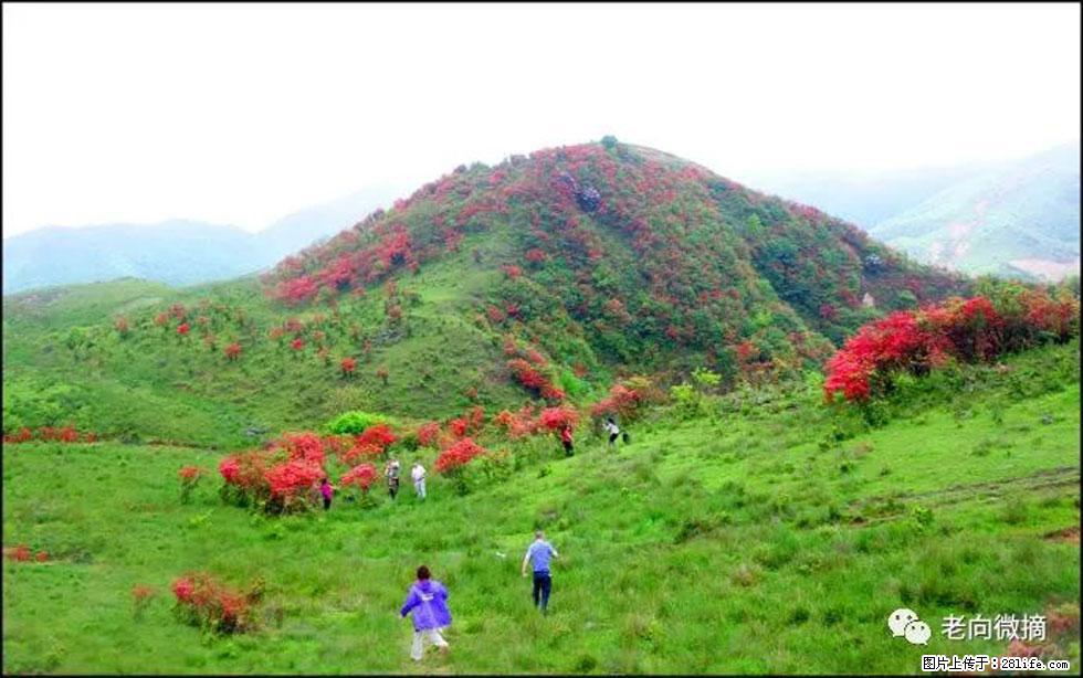 【春天，广西桂林灌阳县向您发出邀请！】宝盖山上映山红 - 游山玩水 - 福州生活社区 - 福州28生活网 fz.28life.net