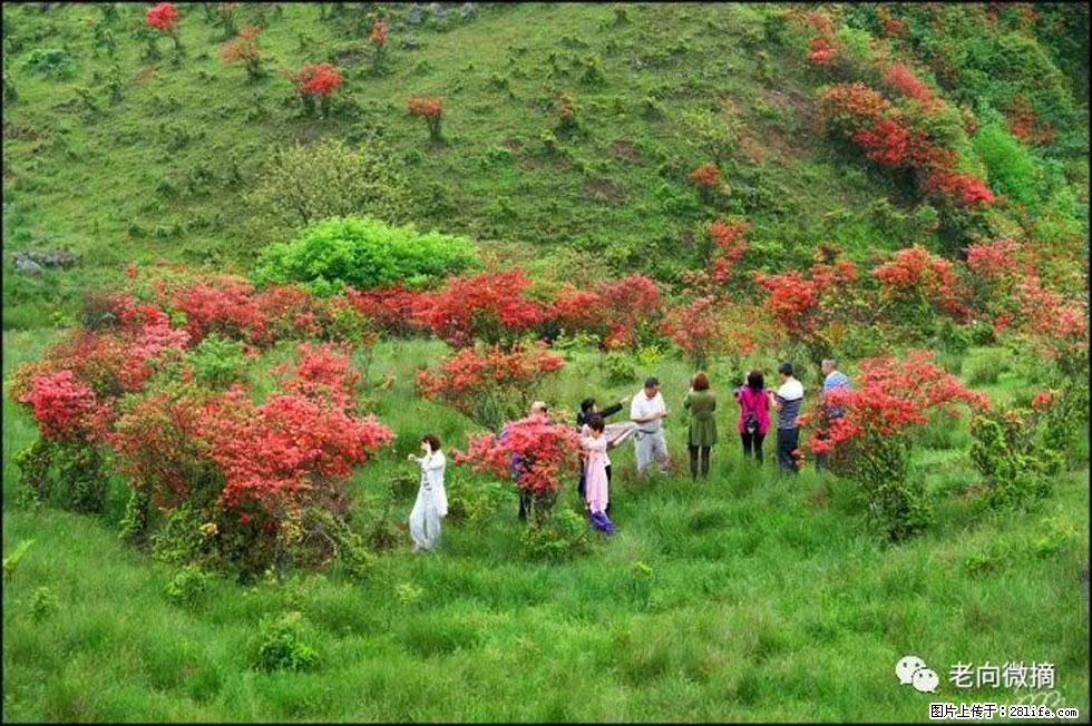 【春天，广西桂林灌阳县向您发出邀请！】宝盖山上映山红 - 游山玩水 - 福州生活社区 - 福州28生活网 fz.28life.net
