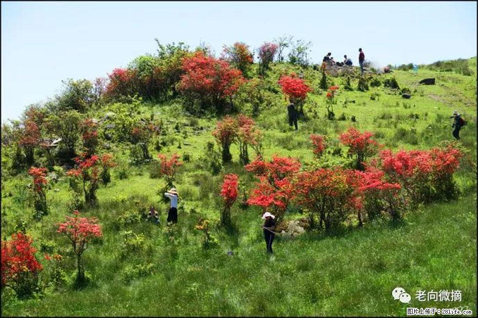 【春天，广西桂林灌阳县向您发出邀请！】宝盖山上映山红 - 游山玩水 - 福州生活社区 - 福州28生活网 fz.28life.net