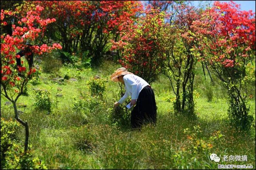 【春天，广西桂林灌阳县向您发出邀请！】宝盖山上映山红 - 游山玩水 - 福州生活社区 - 福州28生活网 fz.28life.net