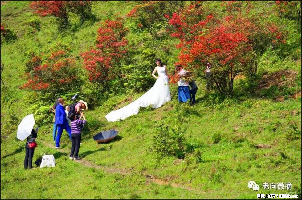【春天，广西桂林灌阳县向您发出邀请！】宝盖山上映山红 - 游山玩水 - 福州生活社区 - 福州28生活网 fz.28life.net