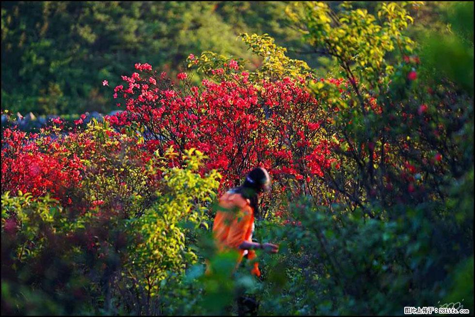 【春天，广西桂林灌阳县向您发出邀请！】春木界上映山红 - 游山玩水 - 福州生活社区 - 福州28生活网 fz.28life.net