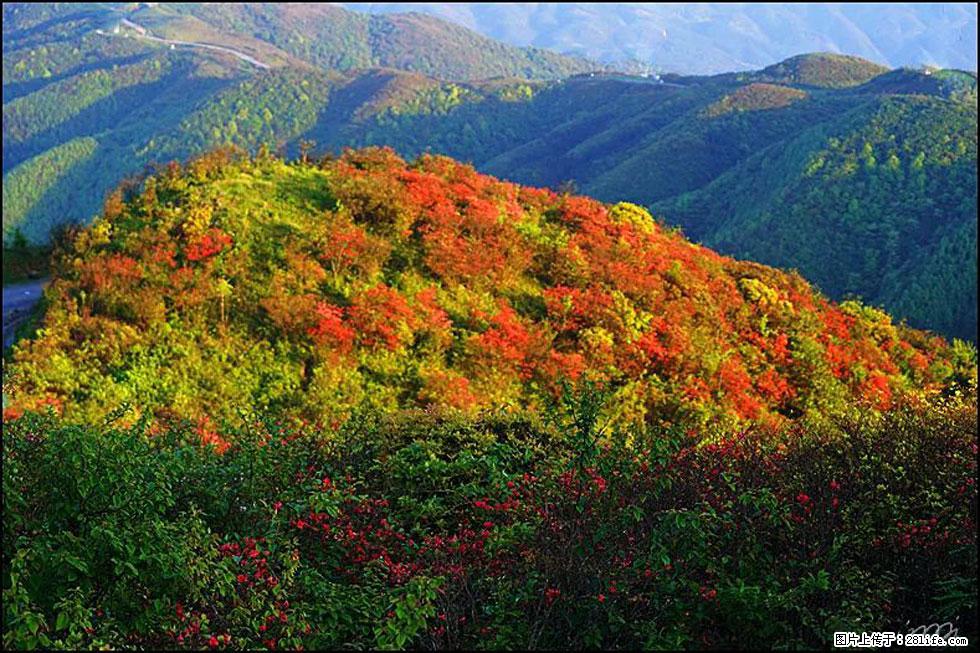 【春天，广西桂林灌阳县向您发出邀请！】春木界上映山红 - 游山玩水 - 福州生活社区 - 福州28生活网 fz.28life.net