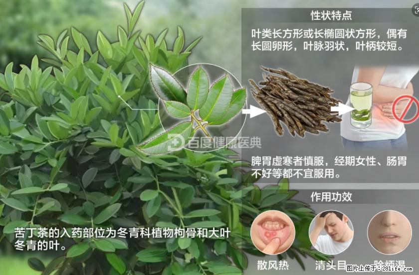 苦丁茶有哪些功效和作用 - 生活百科 - 福州生活社区 - 福州28生活网 fz.28life.net