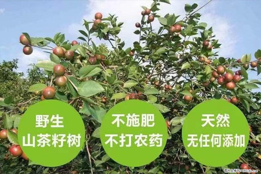 【灌阳县油茶产业示范区】一个有着充实的精神生活的人，对待身外之物自会有一种淡泊的态度 - 土特产 - 饮食特产 - 福州分类信息 - 福州28生活网 fz.28life.net
