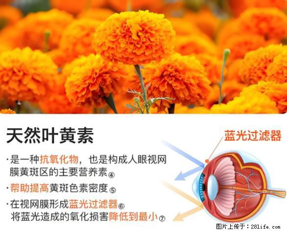 叶黄素有什么功效和作用 - 生活百科 - 福州生活社区 - 福州28生活网 fz.28life.net