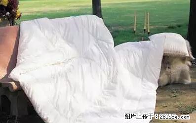 被子有异味？只要这样做，比晒太阳还强100倍！ - 家居生活 - 福州生活社区 - 福州28生活网 fz.28life.net