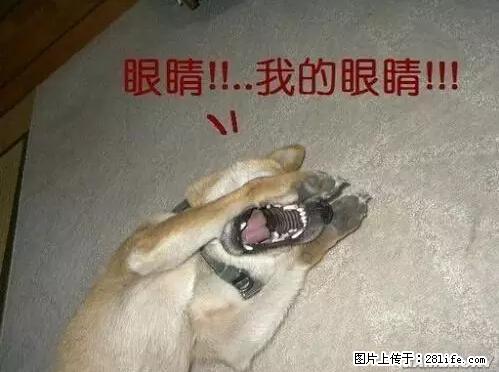 笑癫了！一女的怀孕三年未生，他终于忍不住了... - 娱乐八卦 - 福州生活社区 - 福州28生活网 fz.28life.net
