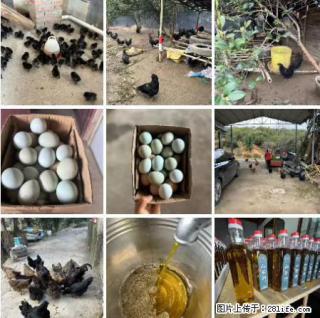 油茶园从小鸡仔开始养起的纯土鸡、土鸡蛋可以预定啦！还有前几天刚榨的纯山茶油哦 - 福州28生活网 fz.28life.net