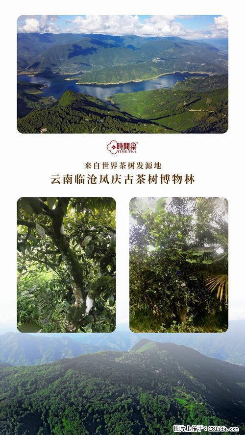 时间果百年古树2025年春红茶 - 购物交流 - 福州生活社区 - 福州28生活网 fz.28life.net