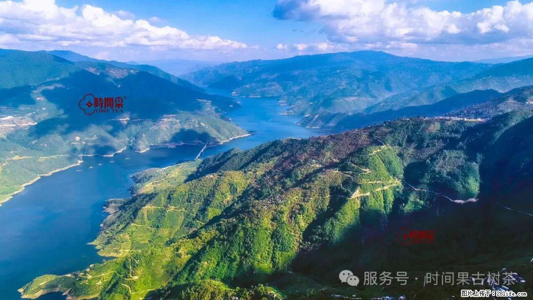 时间果百年古树龙珠普洱生茶 - 购物交流 - 福州生活社区 - 福州28生活网 fz.28life.net
