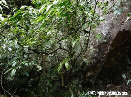 平乐石崖茶，珍贵仅次于金花茶 - 福州生活资讯 - 福州28生活网 fz.28life.net