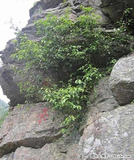 平乐石崖茶，珍贵仅次于金花茶 - 福州生活资讯 - 福州28生活网 fz.28life.net