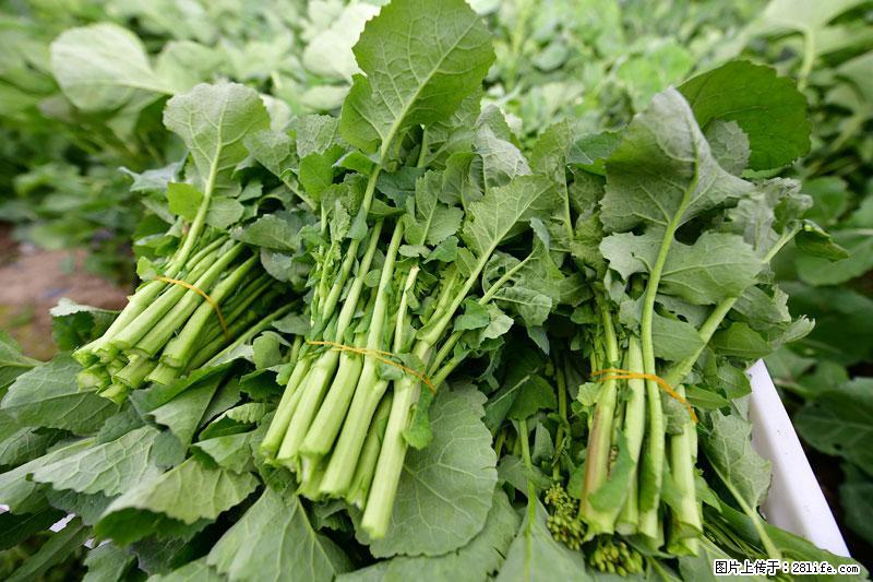 这些蔬菜是“天然钙片”，这6种被医生重点推荐 - 福州生活资讯 - 福州28生活网 fz.28life.net